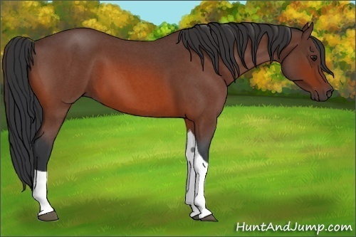 Horse Color:Bay Roan Tobiano 