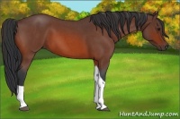 Horse Color:Bay Roan Tobiano