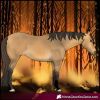 Horse Color:Buckskin 