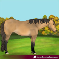 Horse Color:Buckskin