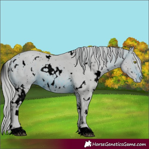 Horse Color:ERROR: UNKNOWN ANOMALY