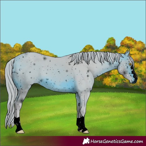 Horse Color:ERROR: UNKNOWN ANOMALY