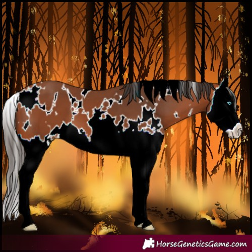 Horse Color:White Spotted Bay Splash 