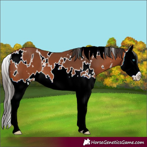 Horse Color:White Spotted Bay Splash 