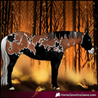 Horse Color:White Spotted Bay Splash 