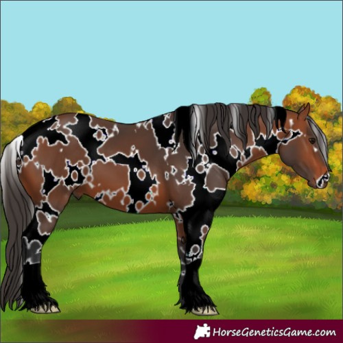 Horse Color:White Spotted Bay 