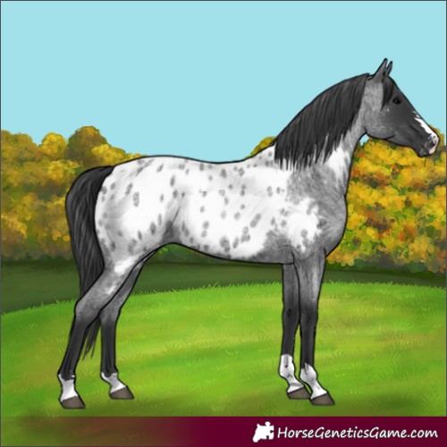 Horse Color:Blue Roan Appaloosa 