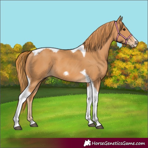 Horse Color:Chestnut Tobiano Frame 