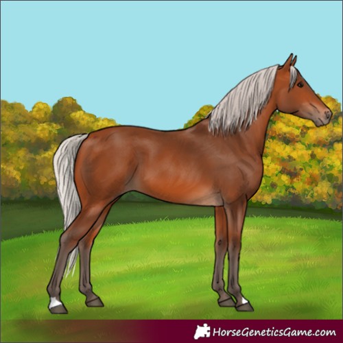 Horse Color:Silver Bay