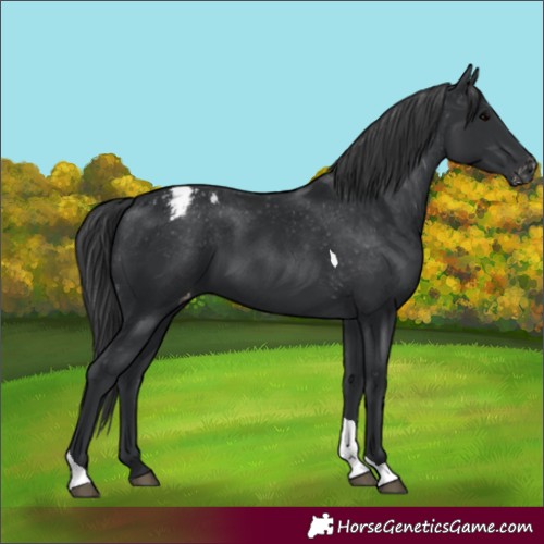 Horse Color:Black Tobiano Appaloosa 