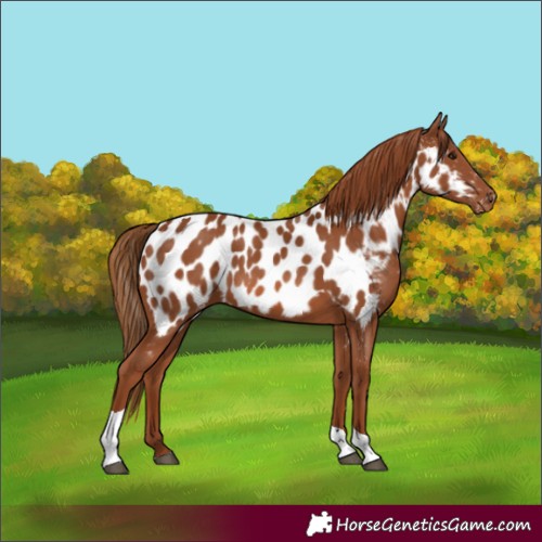 Horse Color:Chestnut Tobiano Appaloosa 