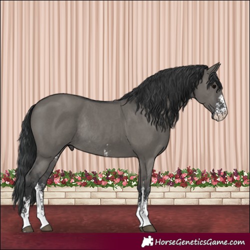 Horse Color:Grullo Sabino Rabicano 