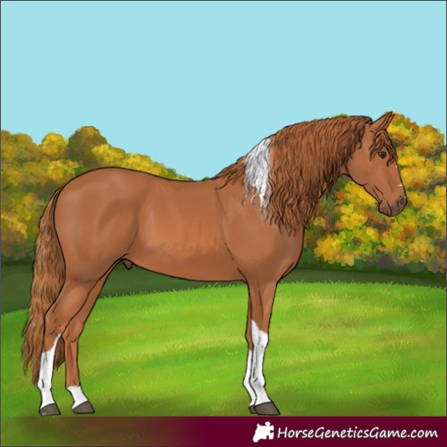 Horse Color:Chestnut Tobiano
