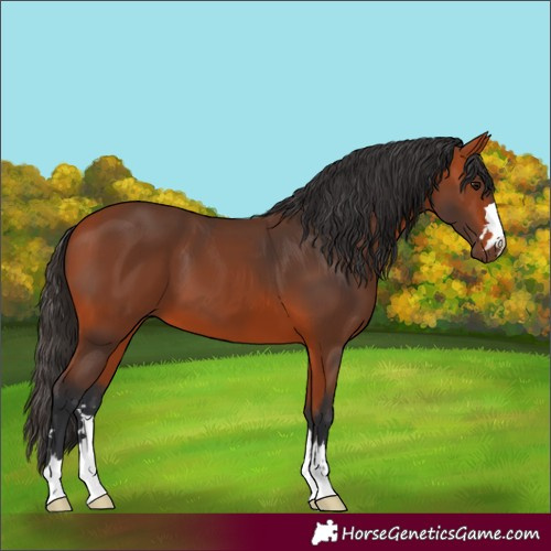 Horse Color:Bay 
