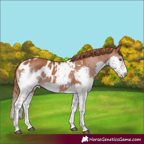 Horse Color:Chestnut Splash Tobiano Appaloosa 