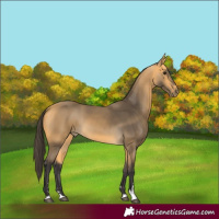 Horse Color:Buckskin 