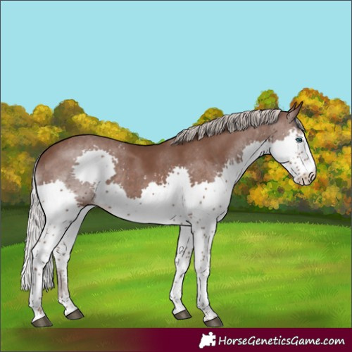 Horse Color:Silver Black Splash 
