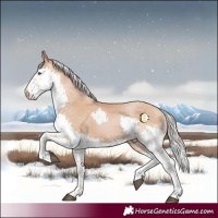 Horse Color:Silver Black Pearl Splash Tobiano