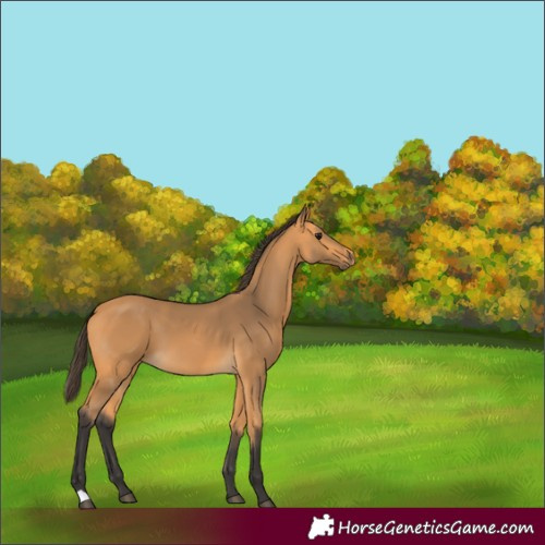 Horse Color:Unknown 