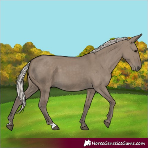 Horse Color:Silver Grullo