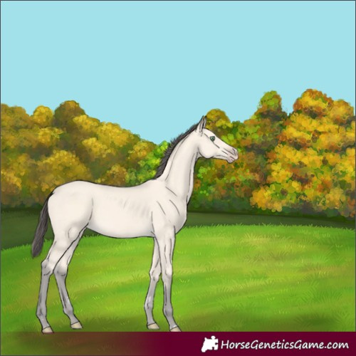 Horse Color:Amber Cream Champagne 