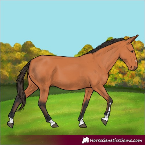Horse Color:Bay 