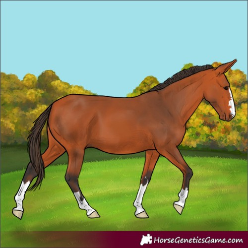 Horse Color:Bay 