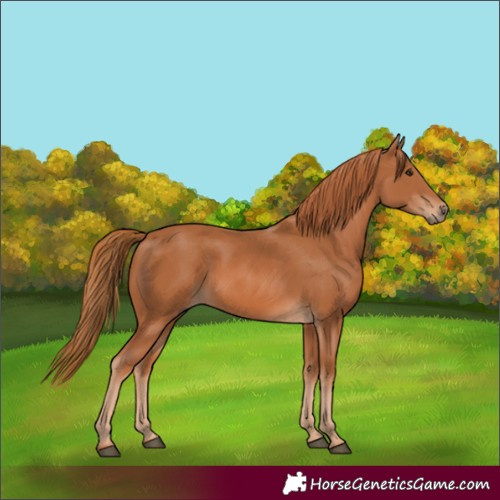 Horse Color:Chestnut 