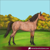 Horse Color:Bay Roan