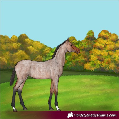 Horse Color:Bay Roan
