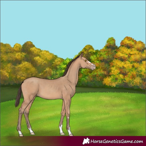 Horse Color:Amber Champagne 