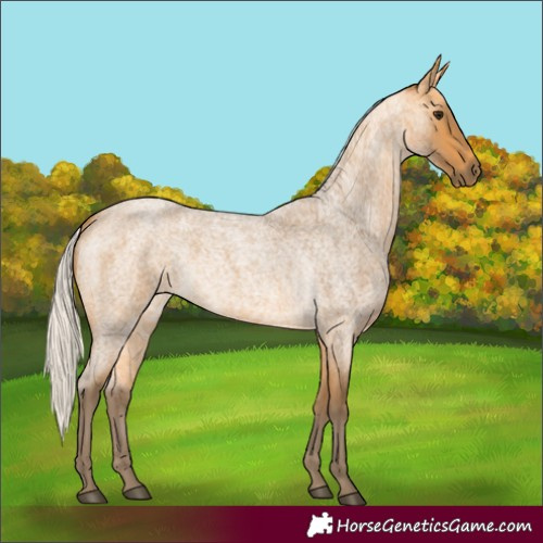 Horse Color:Silver Buckskin Roan