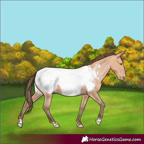 Horse Color:Amber Champagne Appaloosa 