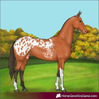 Horse Color:Bay Tobiano Appaloosa