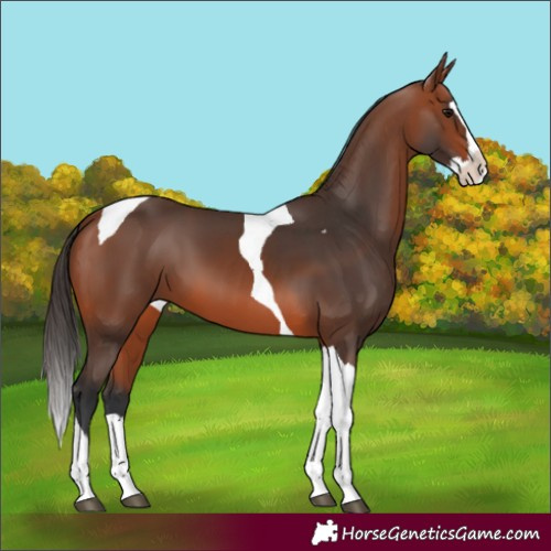 Horse Color:Bay Splash Tobiano 
