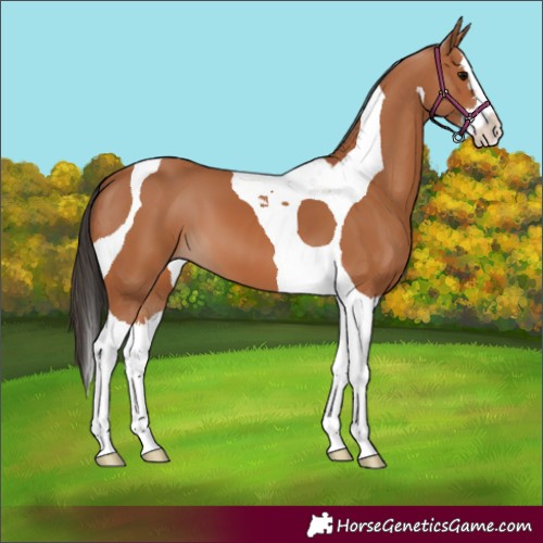 Horse Color:Bay Splash Tobiano 