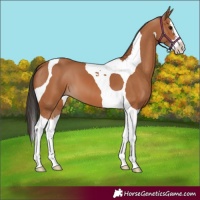 Horse Color:Bay Splash Tobiano 