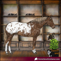 Horse Color:White Spotted Liver Chestnut Appaloosa 