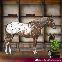 Horse Color:White Spotted Pseudo Chocolate Palomino Appaloosa