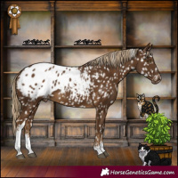 Horse Color:White Spotted Pseudo Chocolate Palomino Blanket 