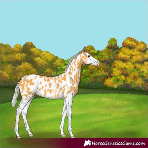 Horse Color:Silver Buckskin Splash Appaloosa 