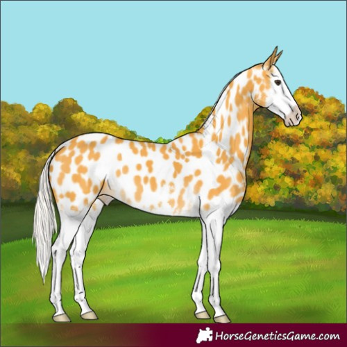 Horse Color:Silver Buckskin Splash Appaloosa 
