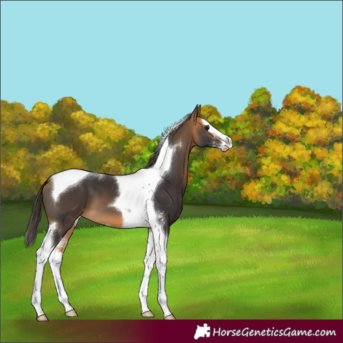 Horse Color:Buckskin Sabino Splash Tobiano