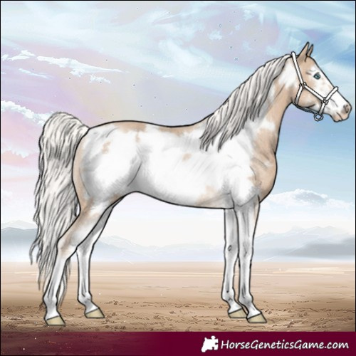 Horse Color:Silver Smoky Creme Sabino Frame Rabicano 