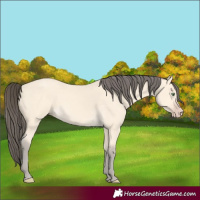 Horse Color:Amber Cream Champagne