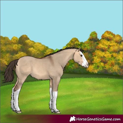 Horse Color:Bay Dun Splash 