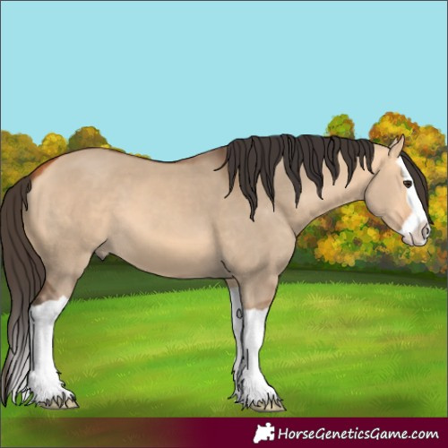 Horse Color:Bay Dun Splash 