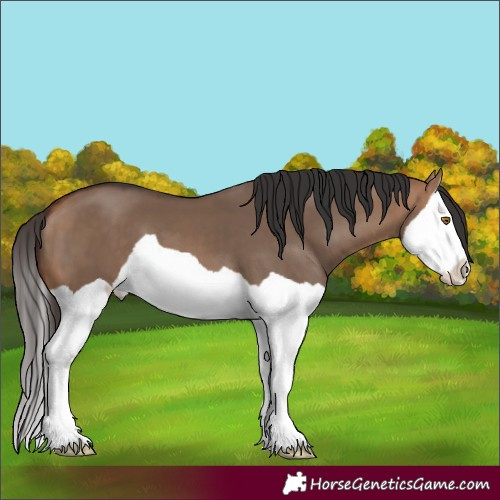 Horse Color:Bay Dun Splash