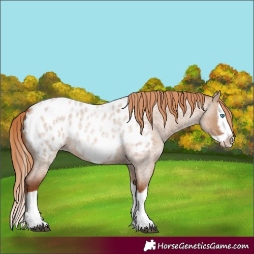 Horse Color:Red Dun Roan Splash Frame Appaloosa 