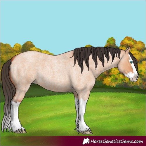 Horse Color:Bay Roan Dun Splash
